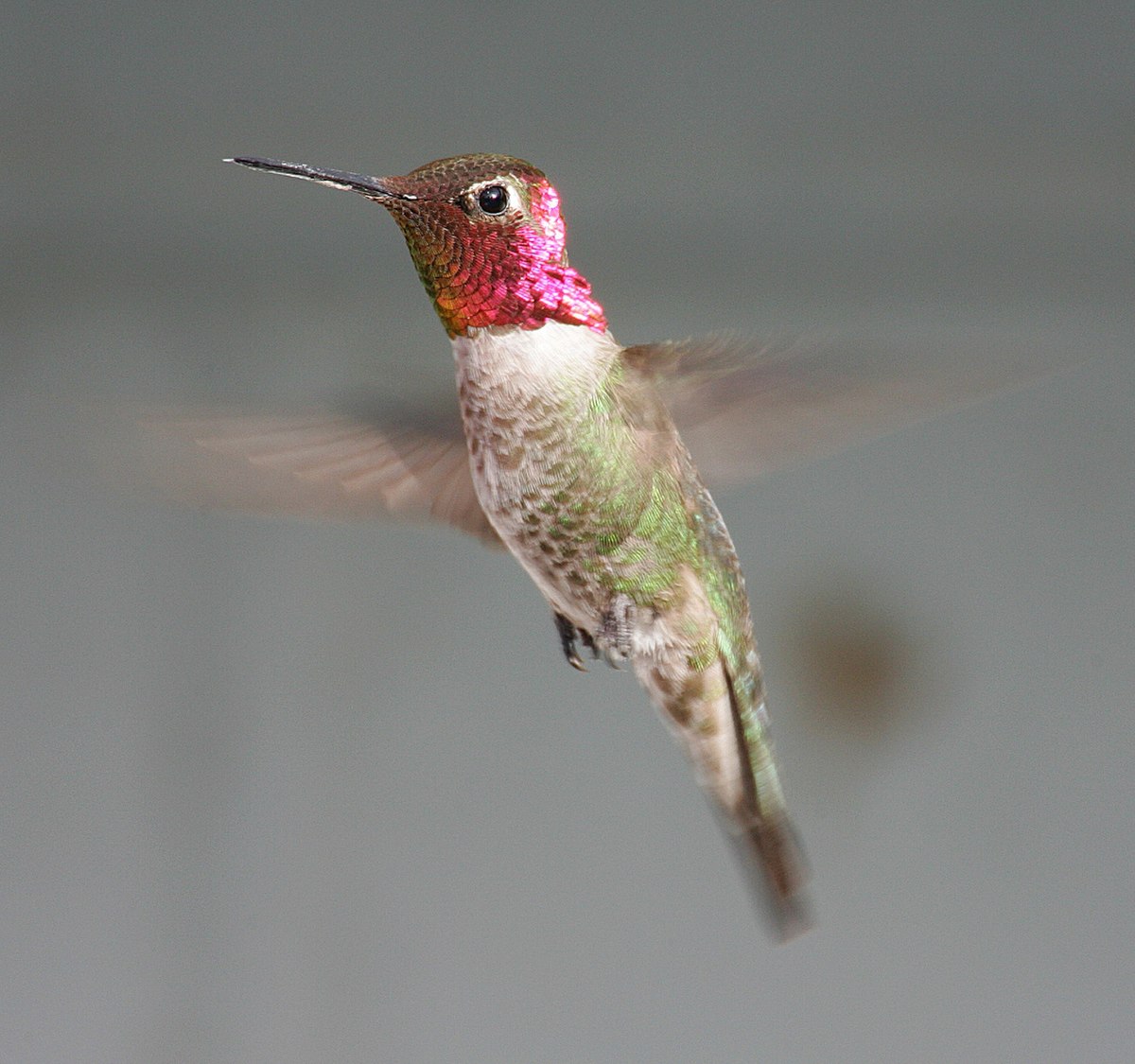Colibri d'Anna