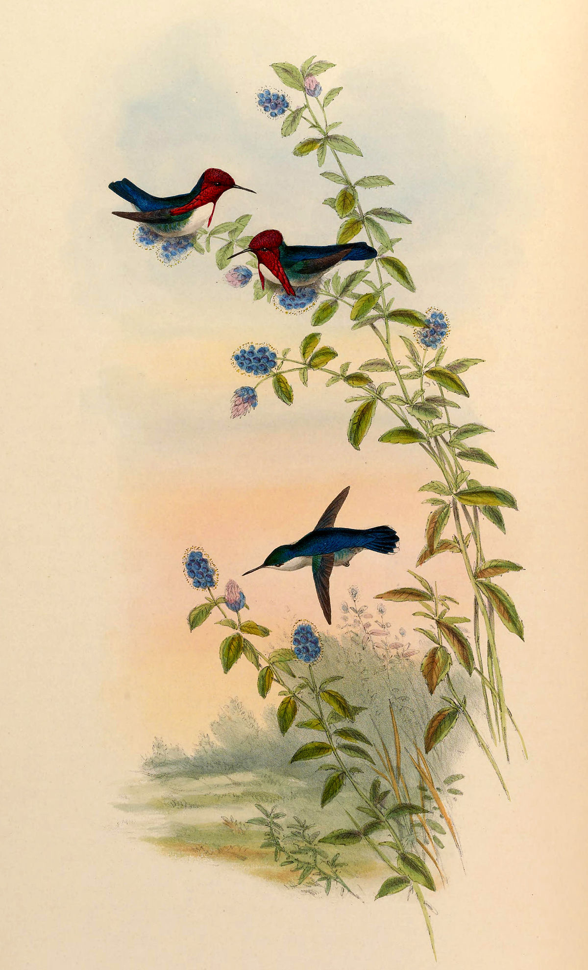 Colibri d'Elena