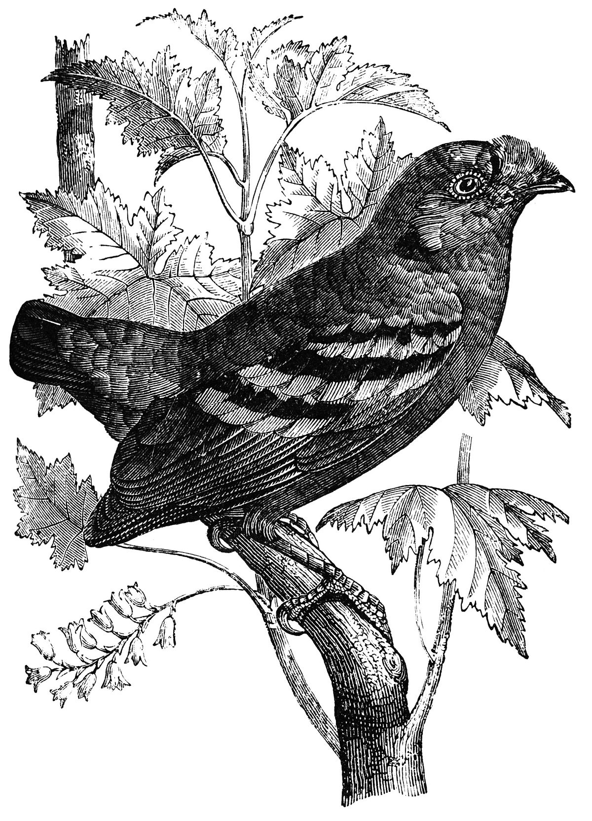 Calyptomena