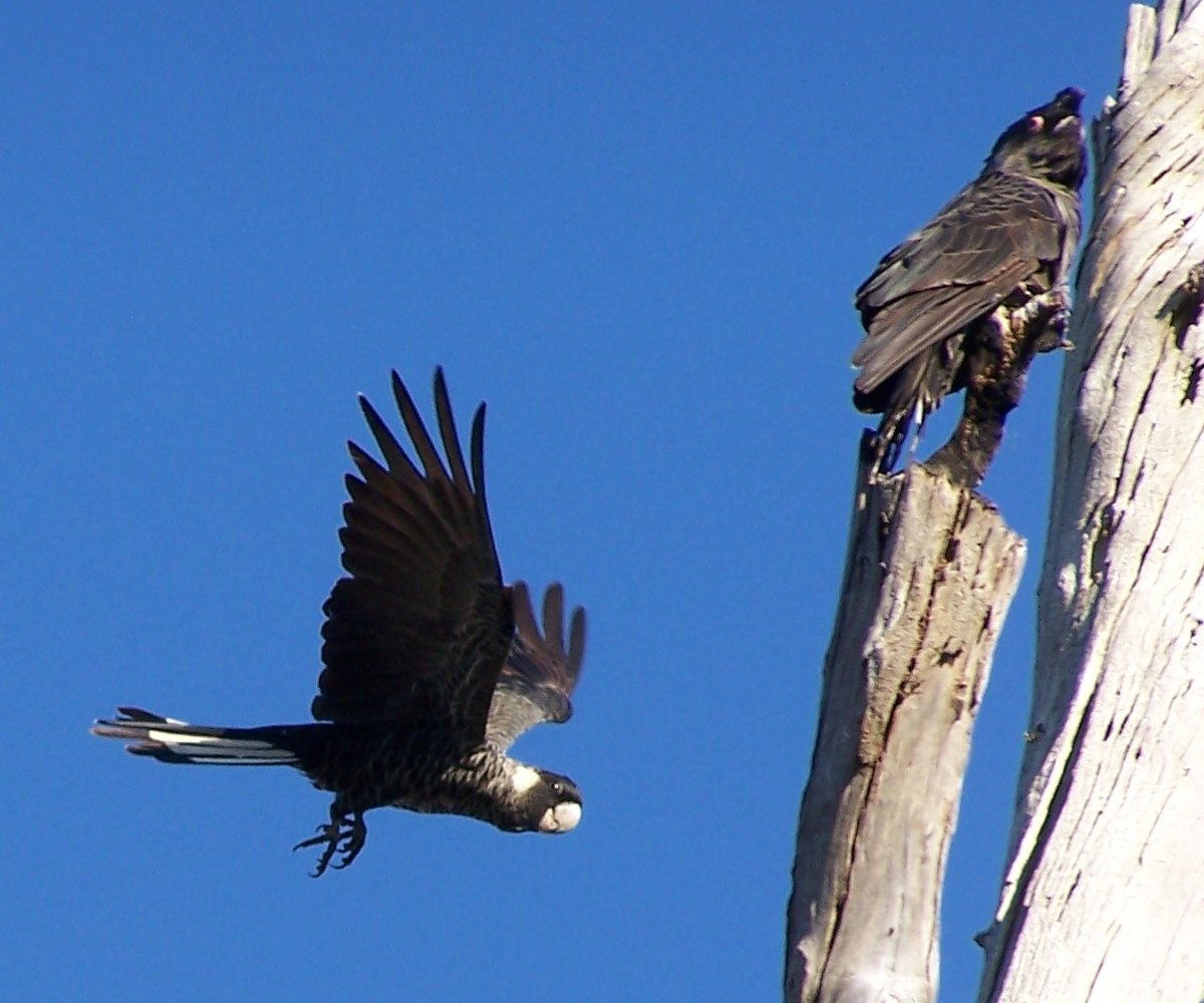 Cacatoès à rectrices blanches(Calyptorhynchus latirostris)