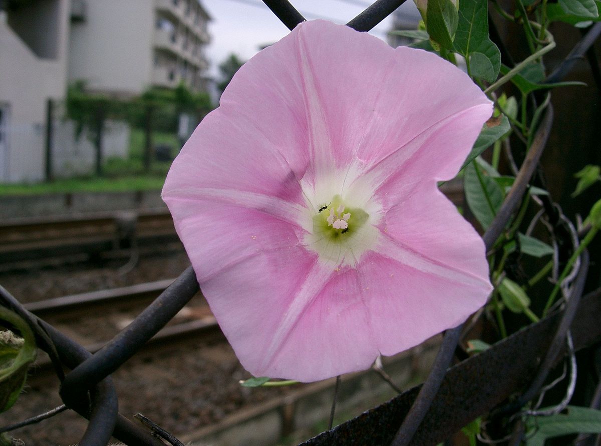 Calystegia