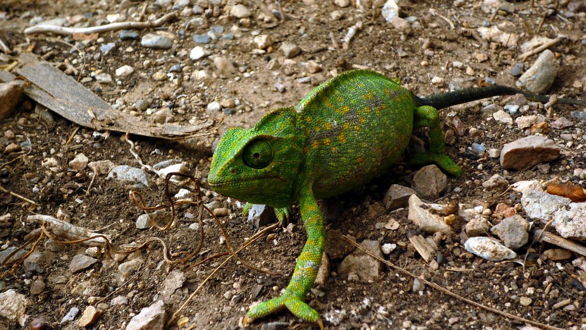 Caméléon commun