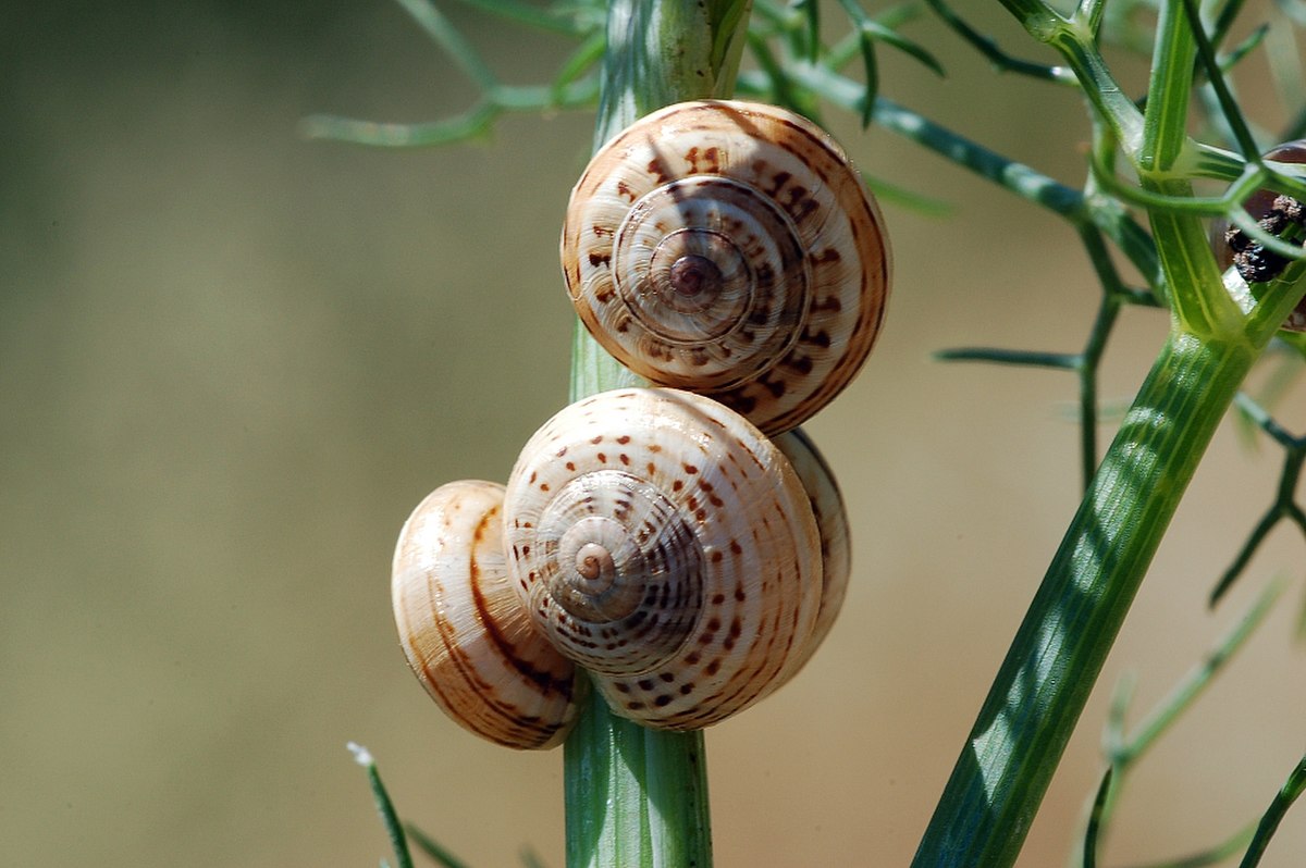 Spirale