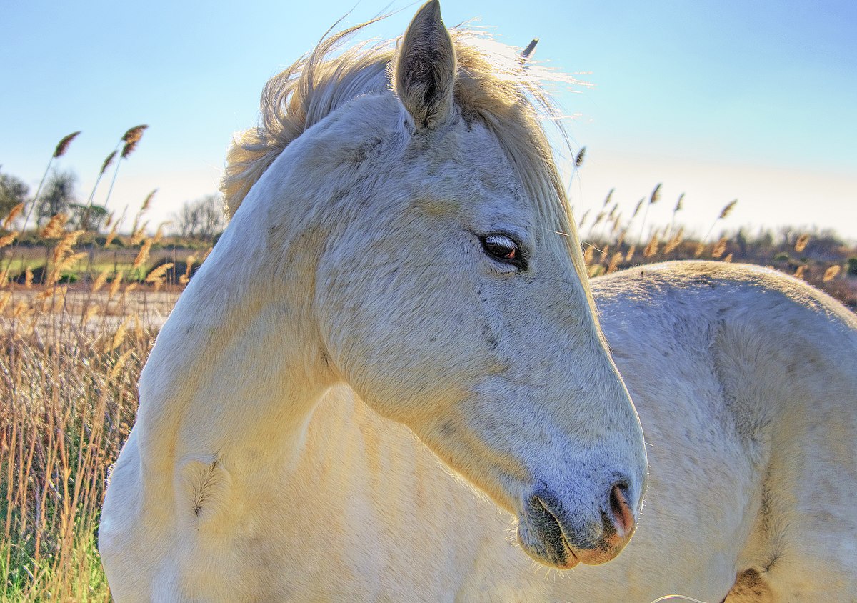 Cheval
