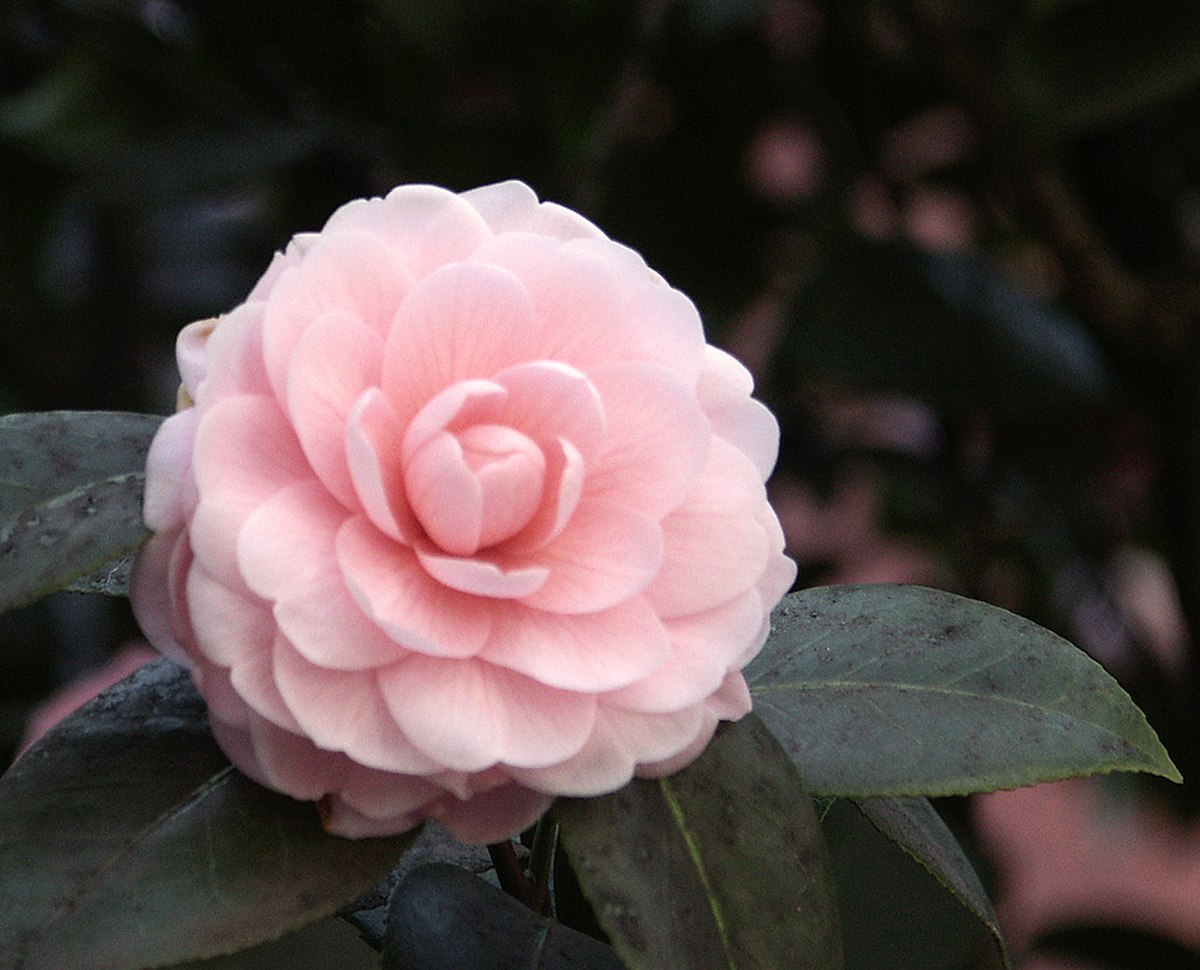 Camellia