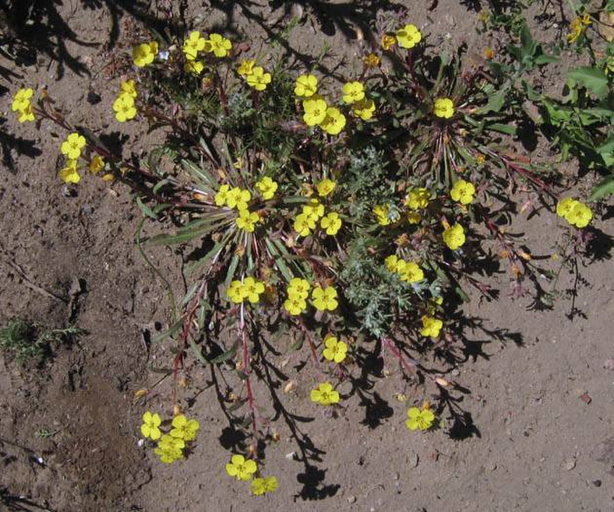 Camissonia