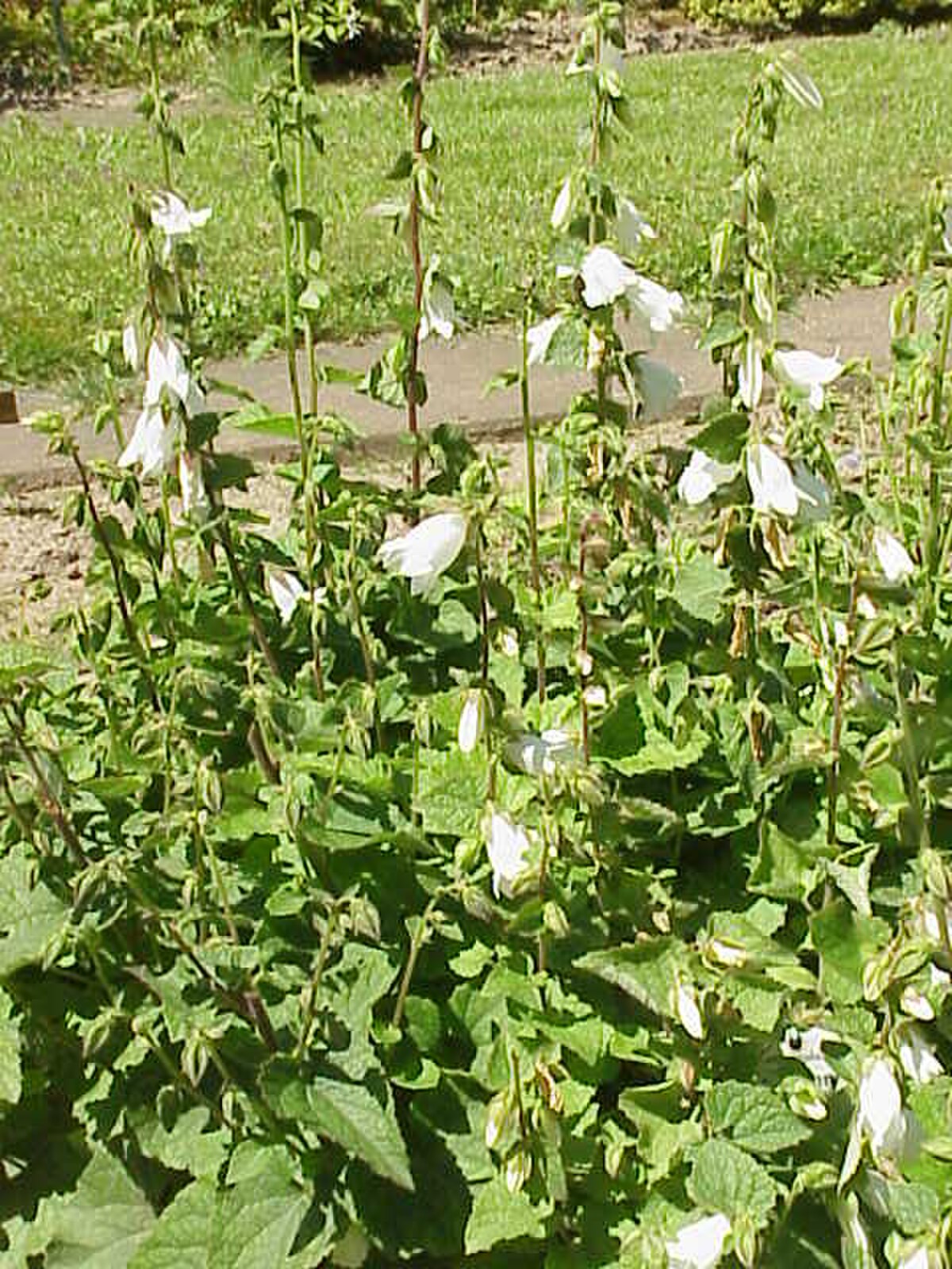 Campanula alliariifolia 3.jpg