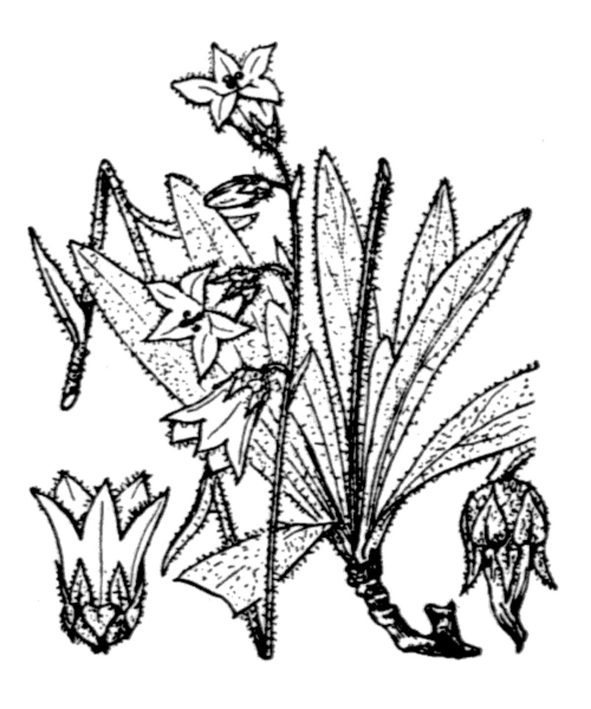 Campanule barbue