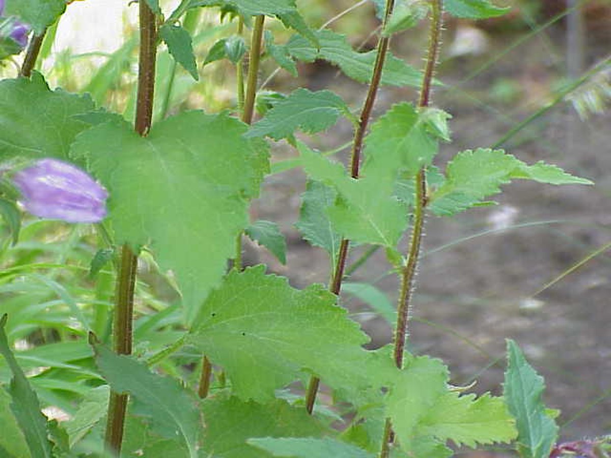 Campanula grossekii0.jpg