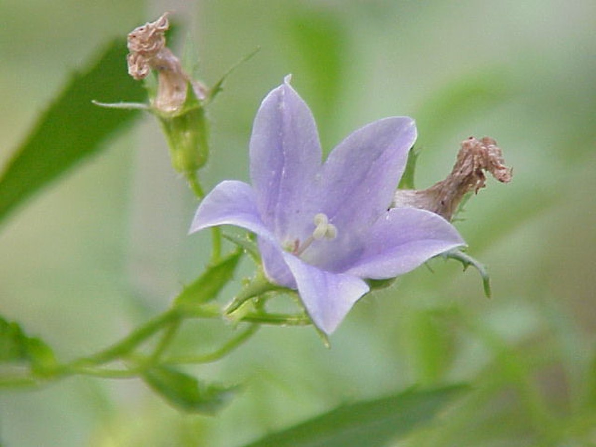 Campanula lasiocarpa0.jpg