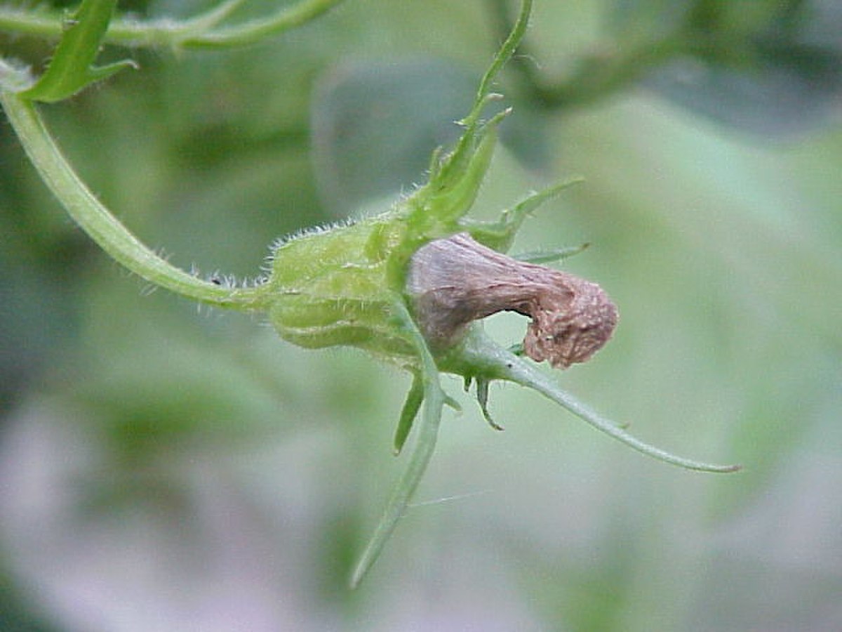 Campanula lasiocarpa1.jpg