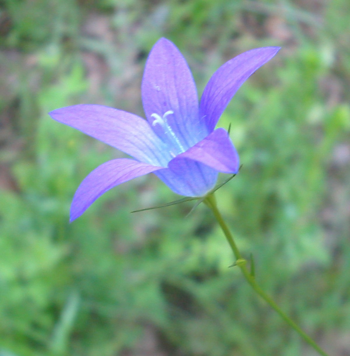 Campanula patula