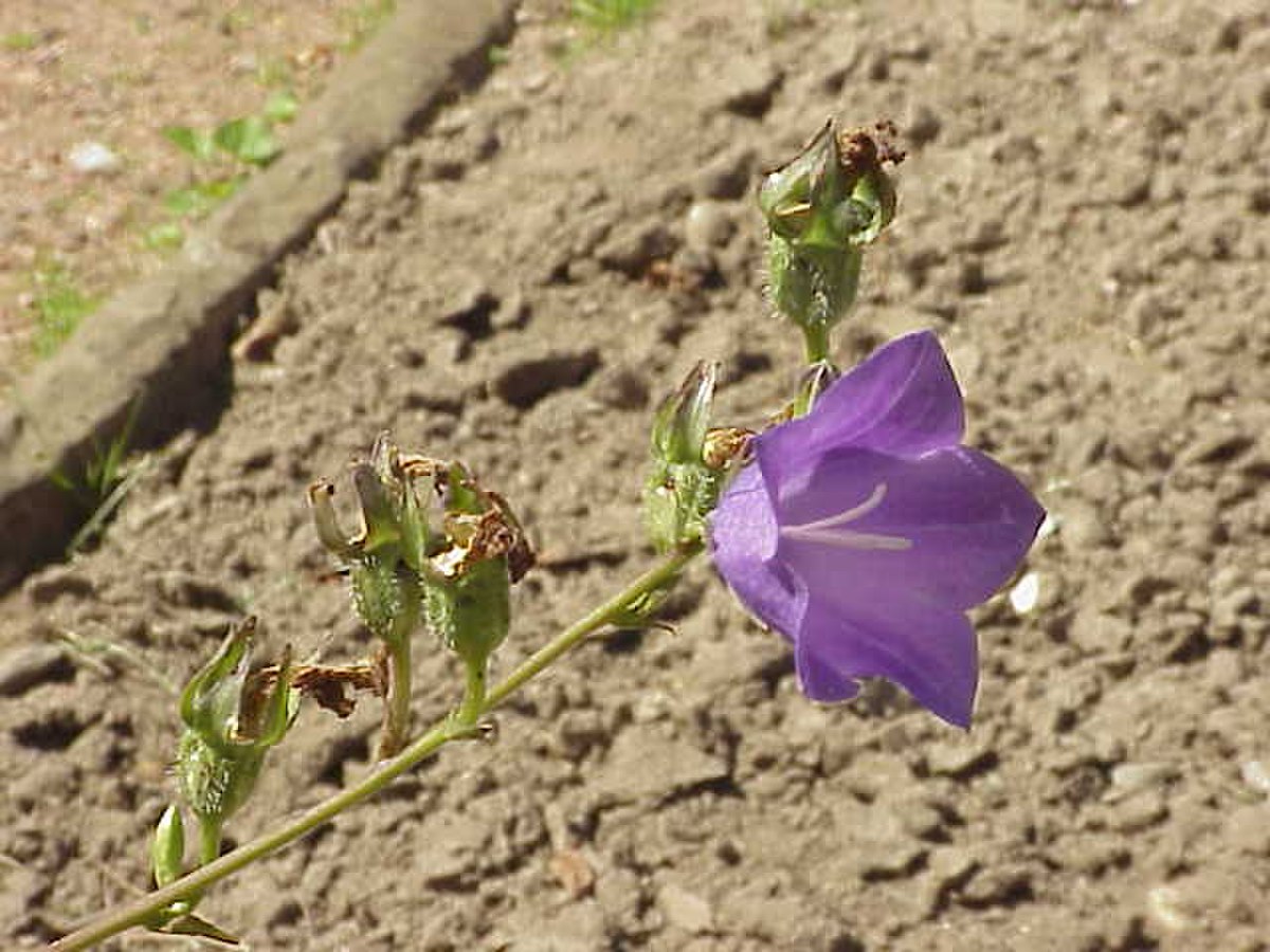 Campanula patula1.jpg