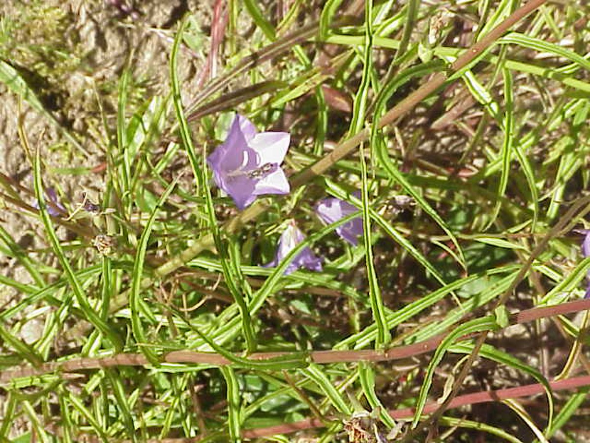 Campanula patula2.jpg