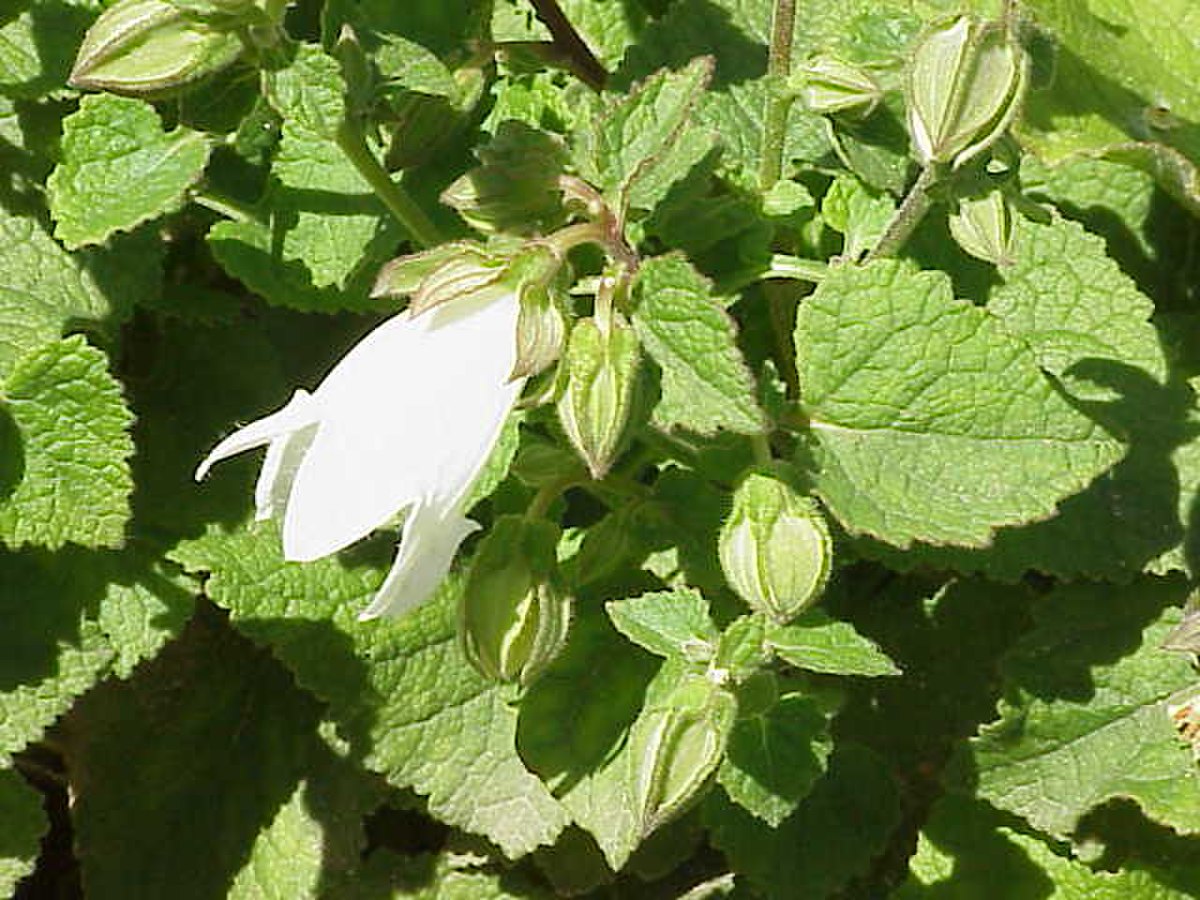 Campanula peregrina0.jpg