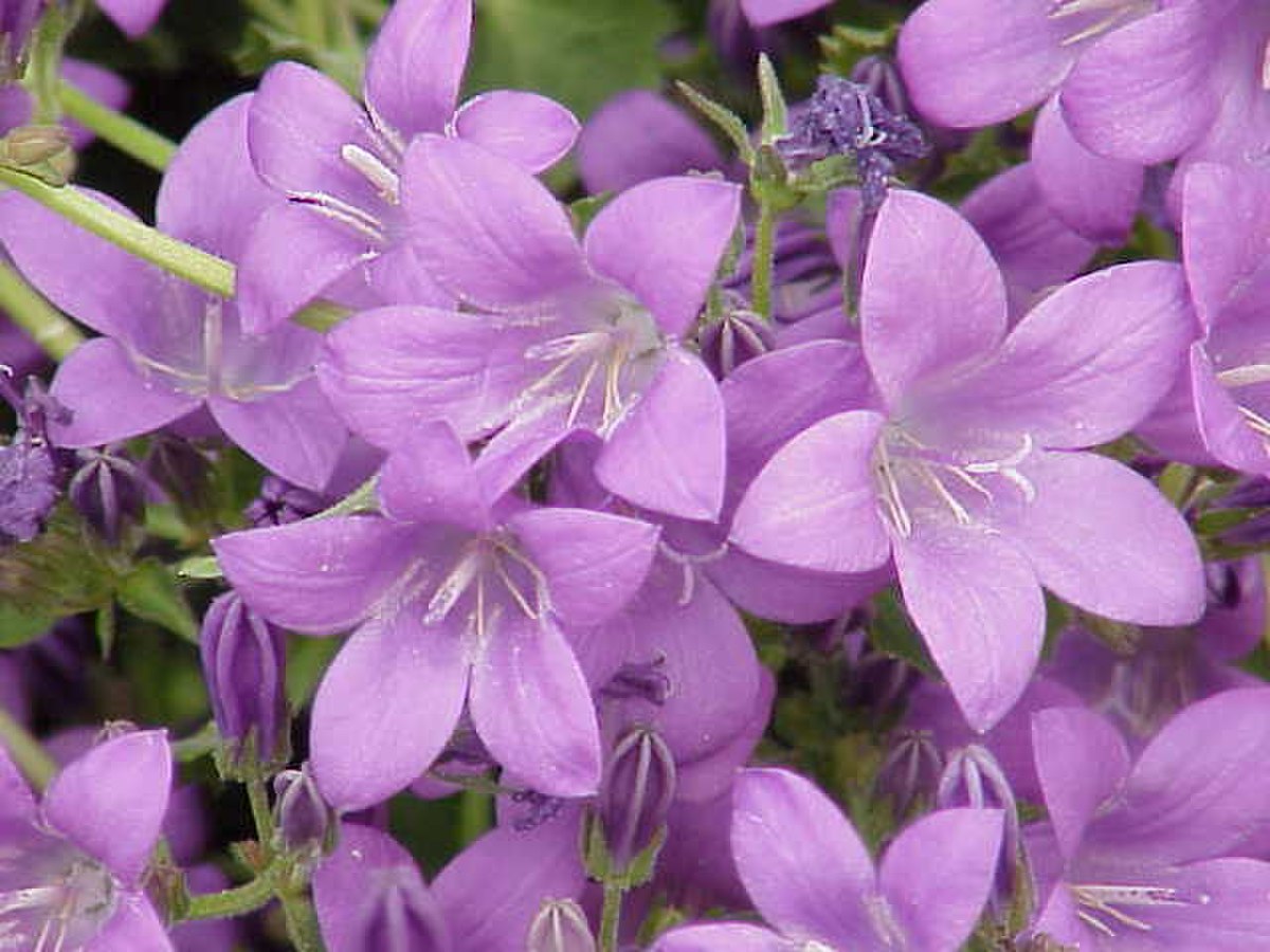 Campanula poscharskyana0.jpg