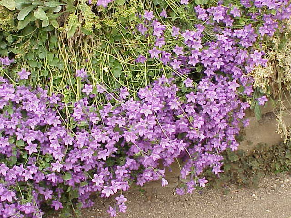 Campanula poscharskyana1.jpg