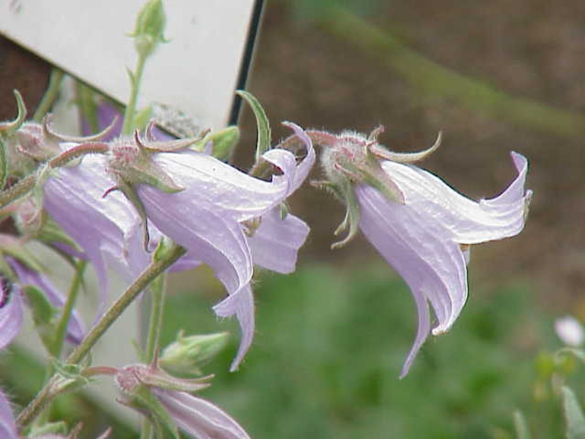 Campanula sarmatica0.jpg