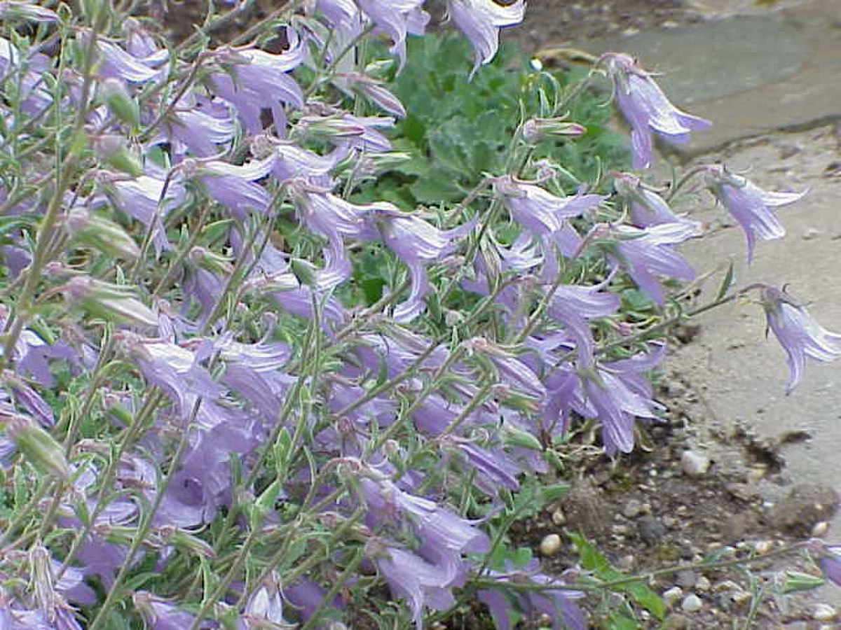 Campanula sarmatica1.jpg