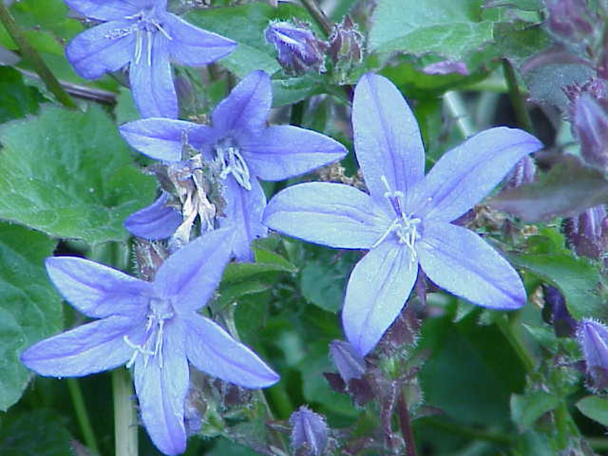 Campanula tommasiana1.jpg