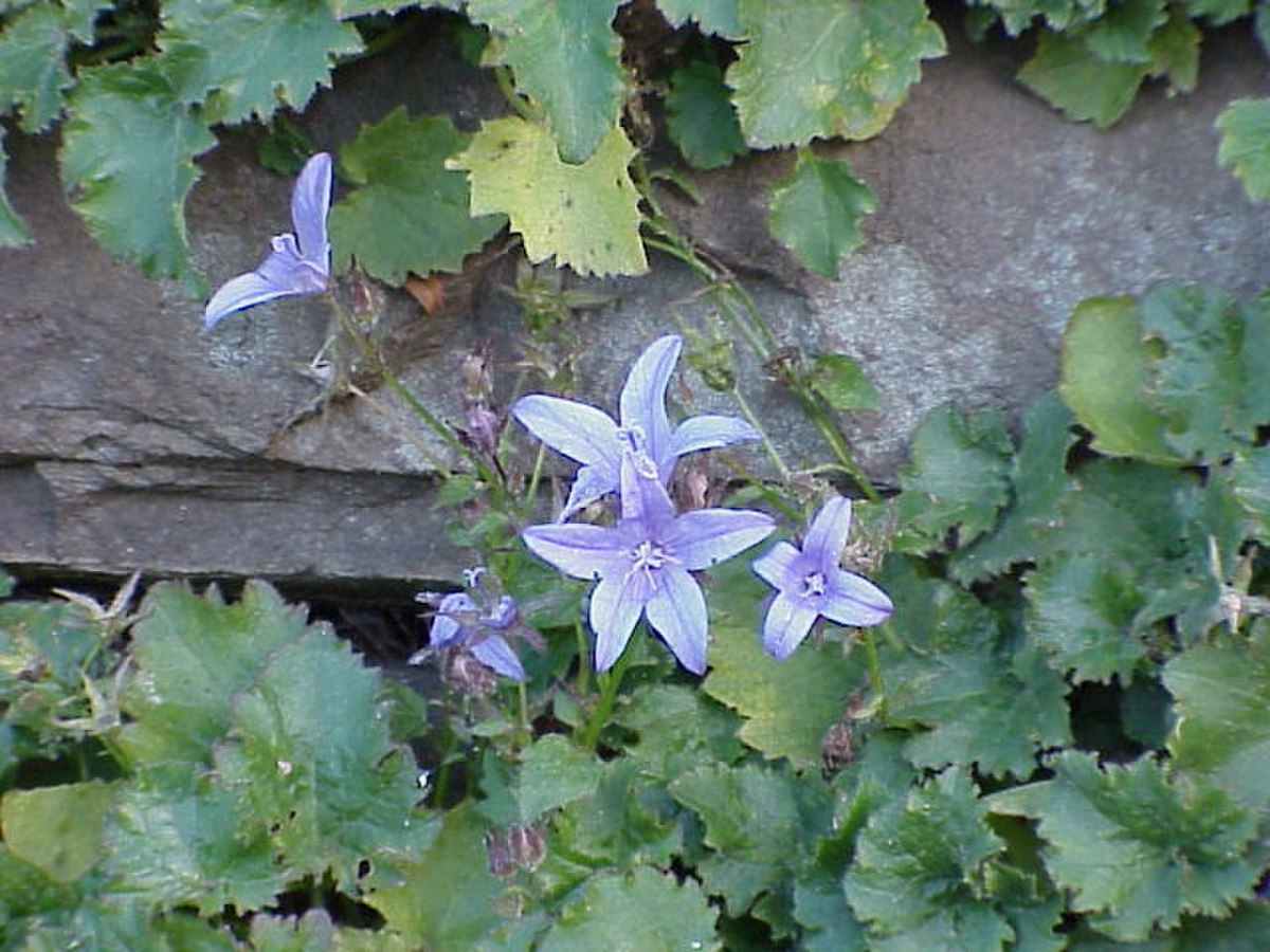 Campanula tommasiana3.jpg