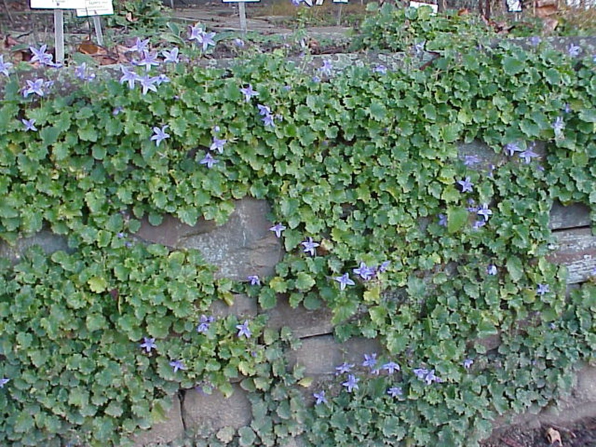 Campanula tommasiana4.jpg