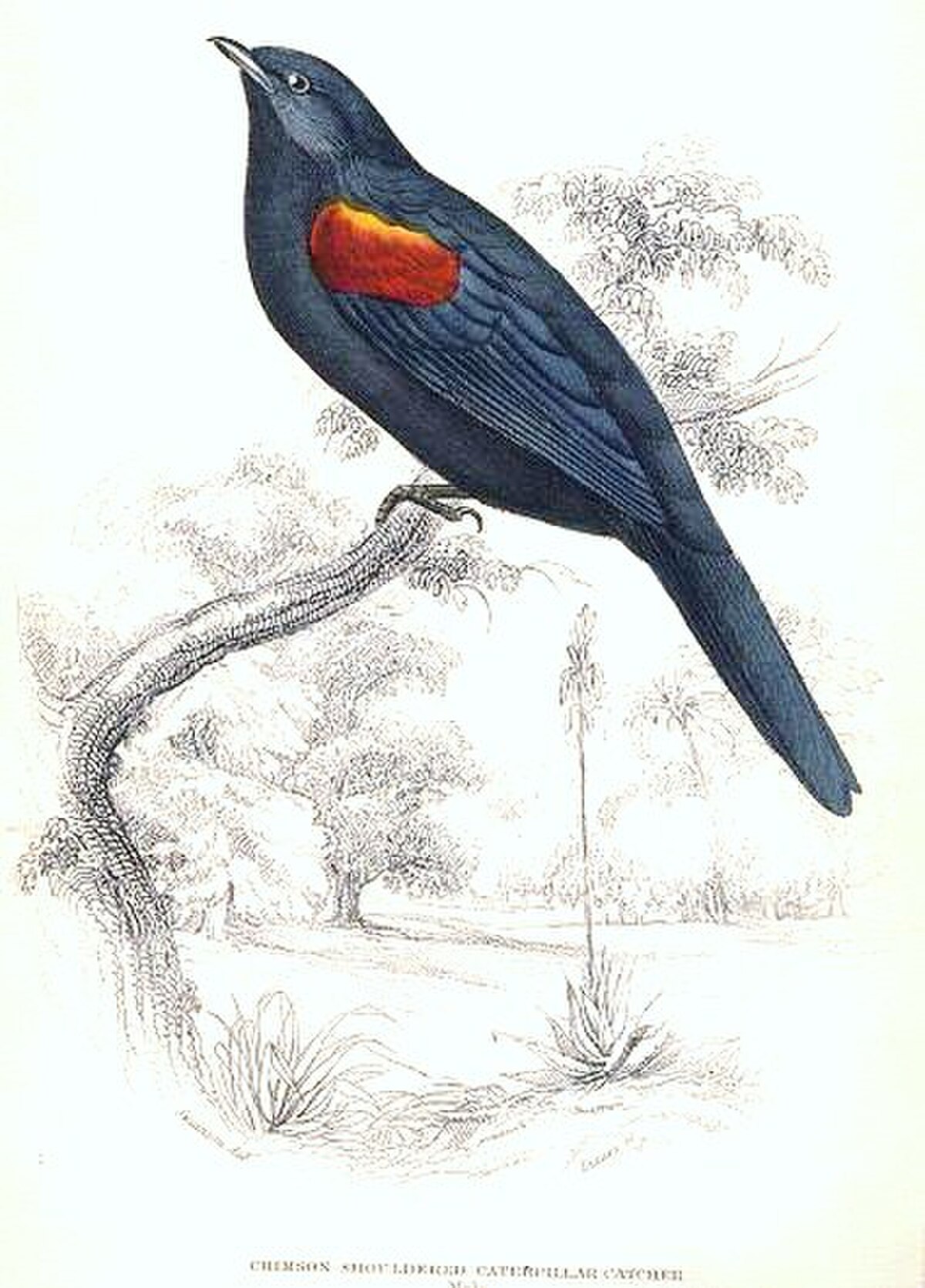 Échenilleur à épaulettes rouges