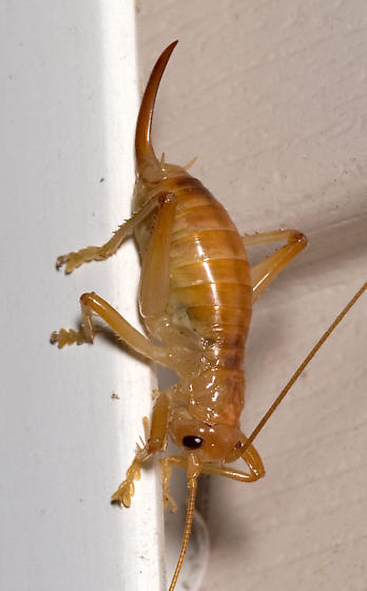 Gryllacrididae