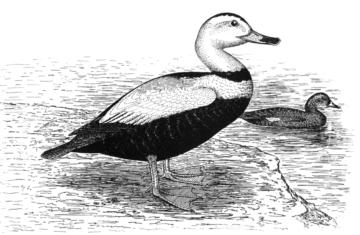 Eider du Labrador