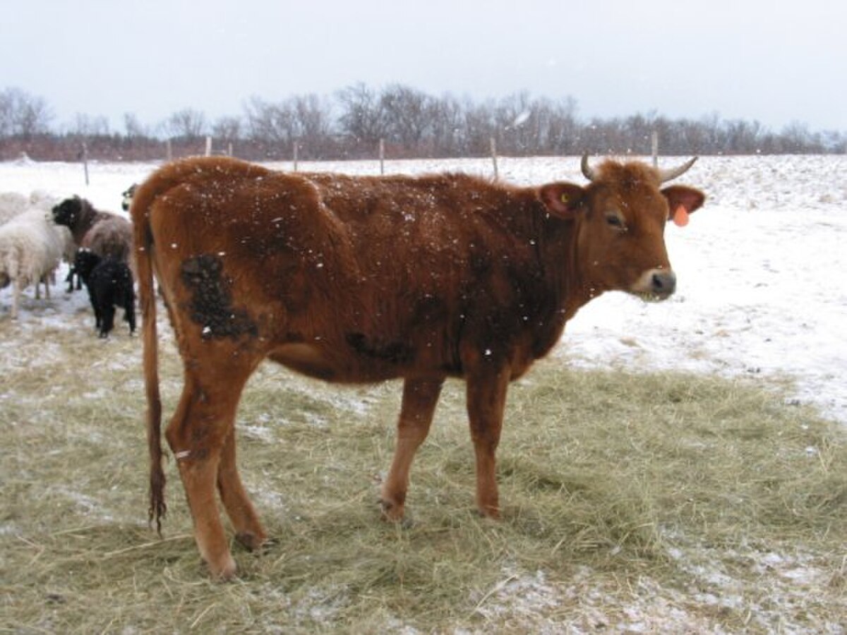 Race bovine canadienne