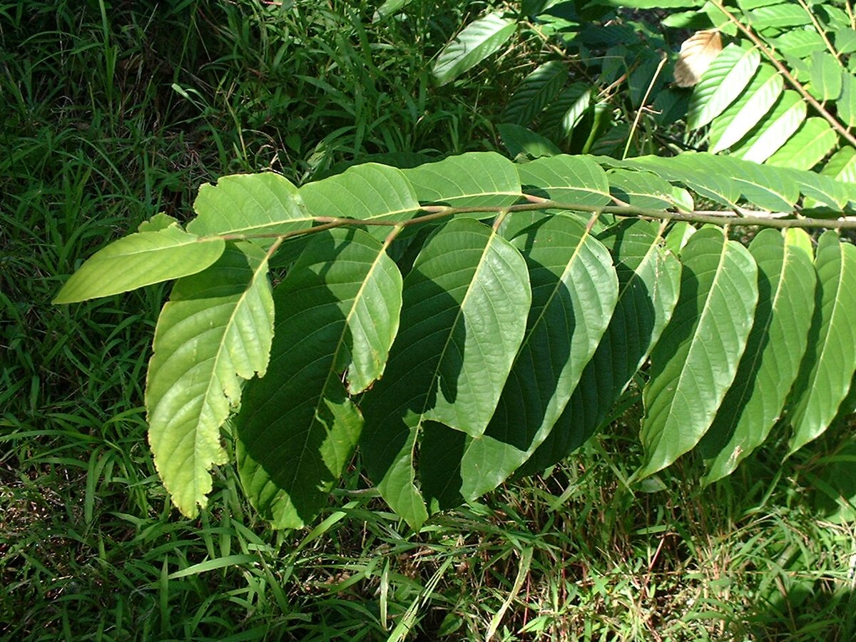 Ylang-ylang