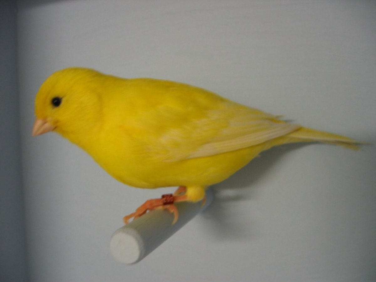 Canari