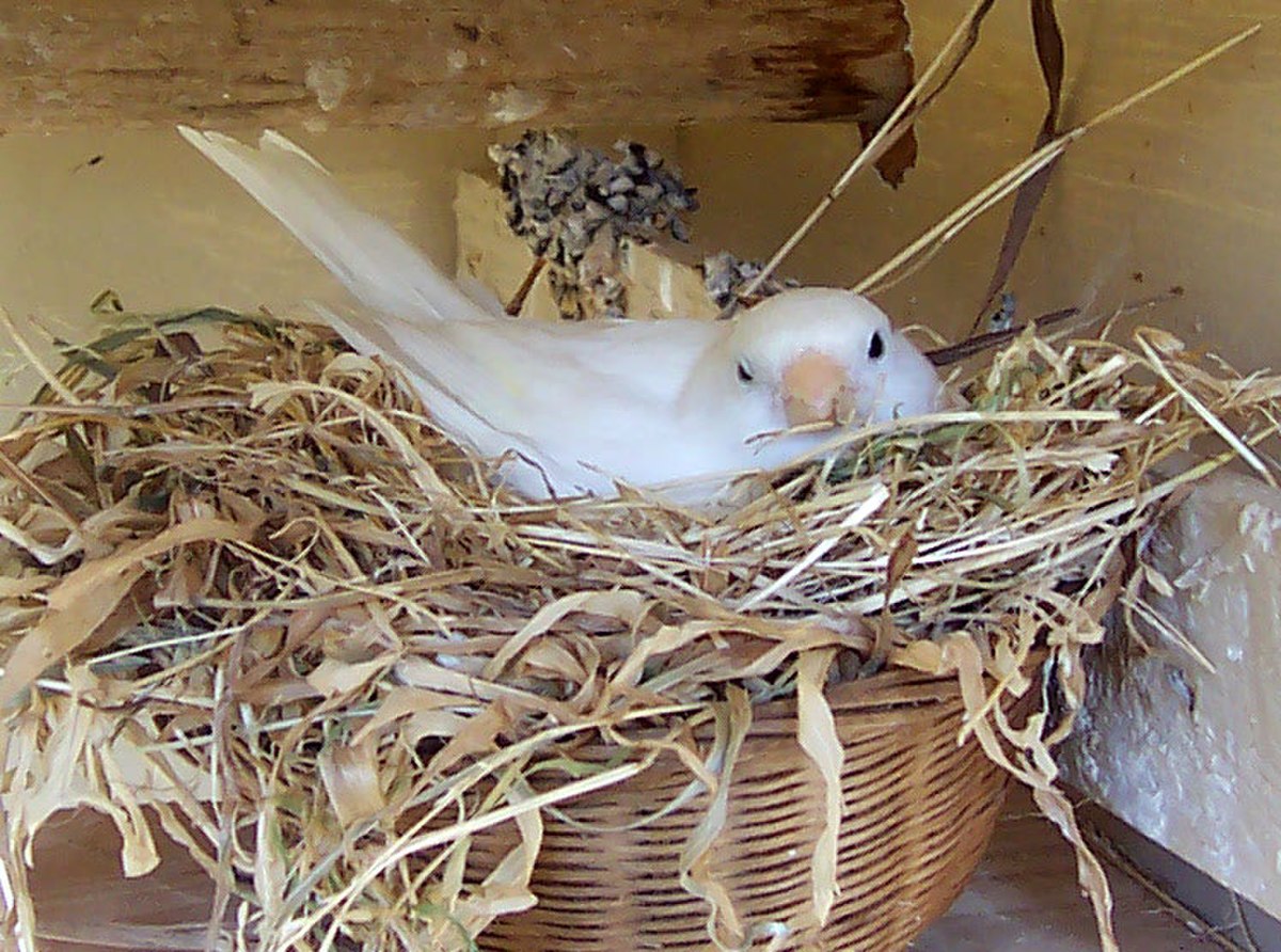 Incubation (oiseau)