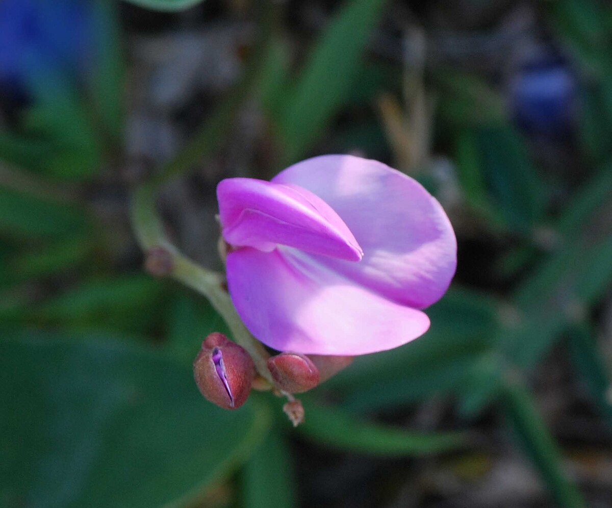 Canavalia rosea