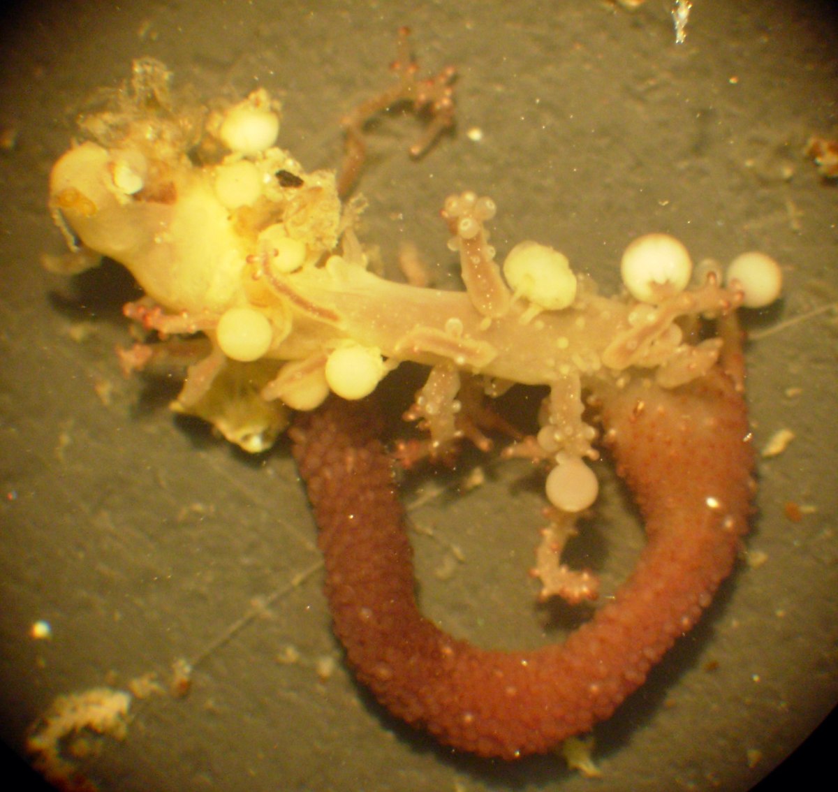 Candelabrum cocksii