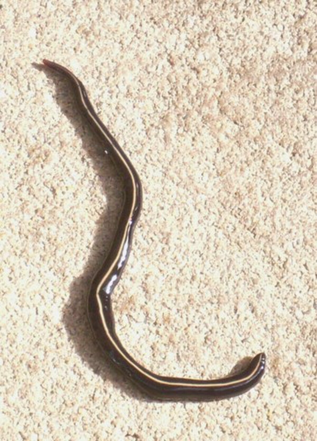 Geoplanidae