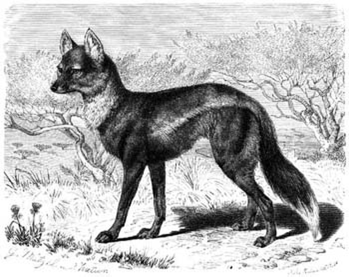 Chacal à flancs rayés