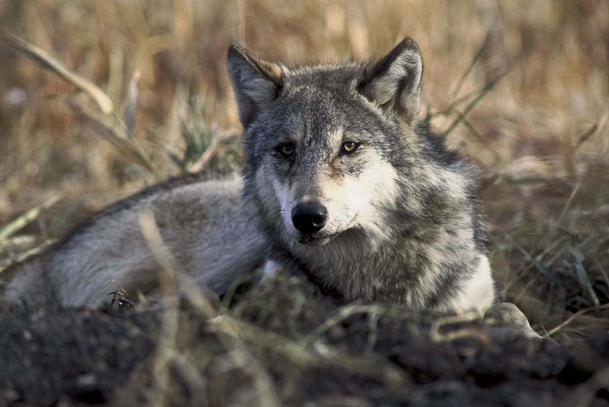 Canidae