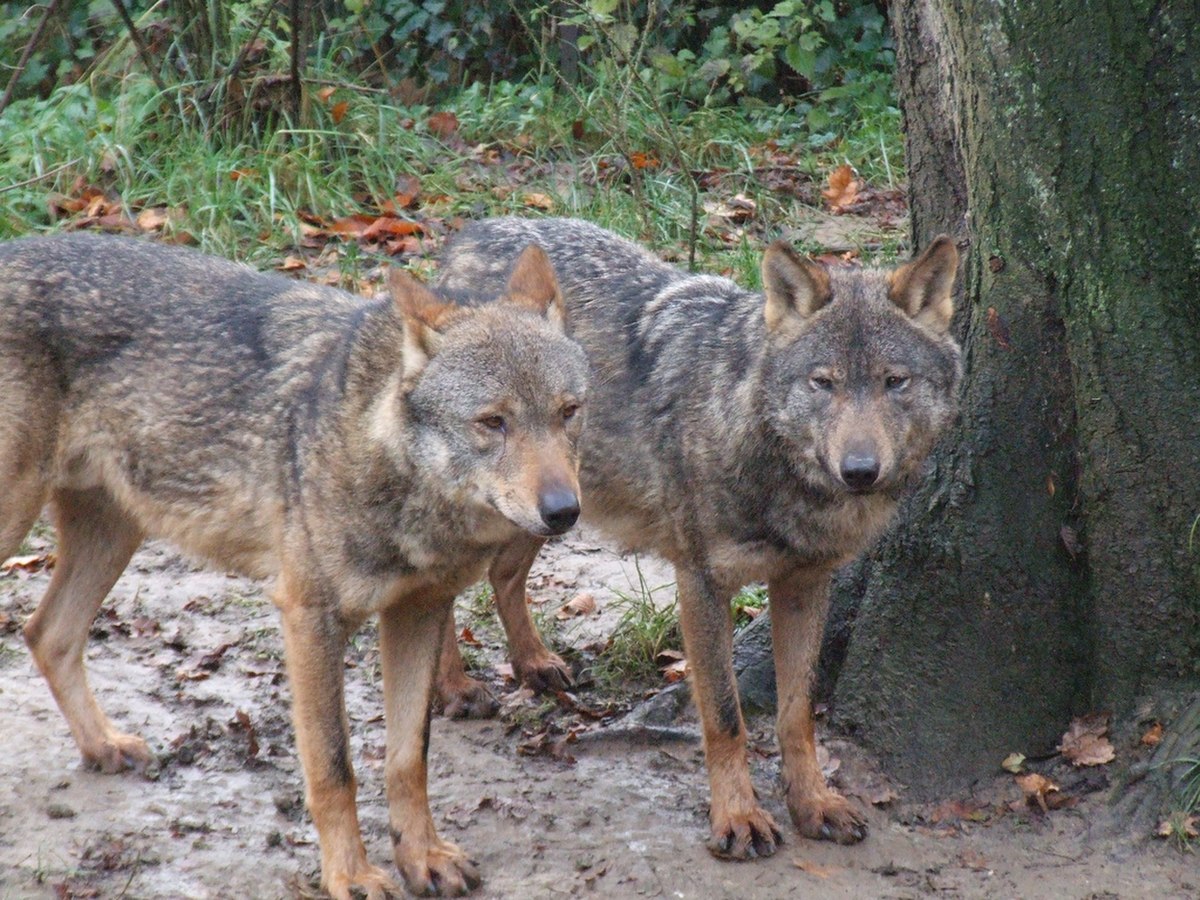 Loup ibérique