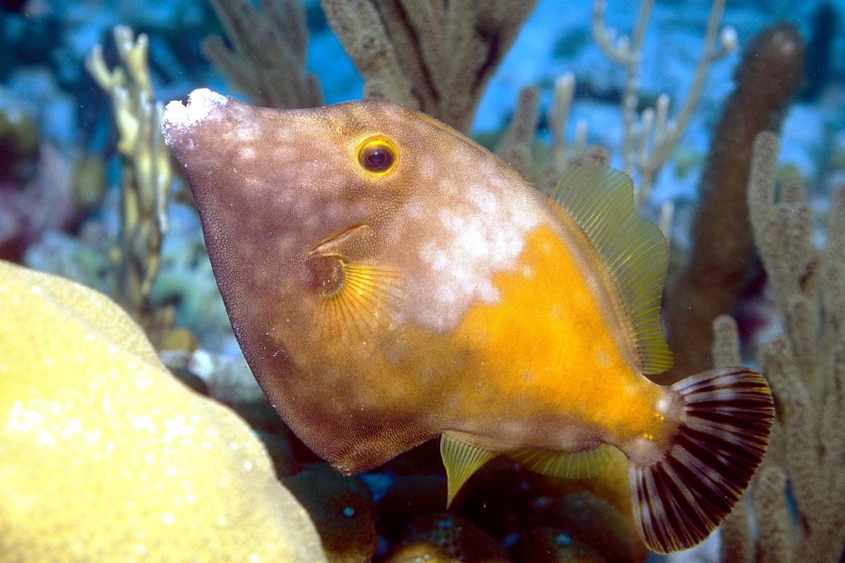 Tetraodontiformes