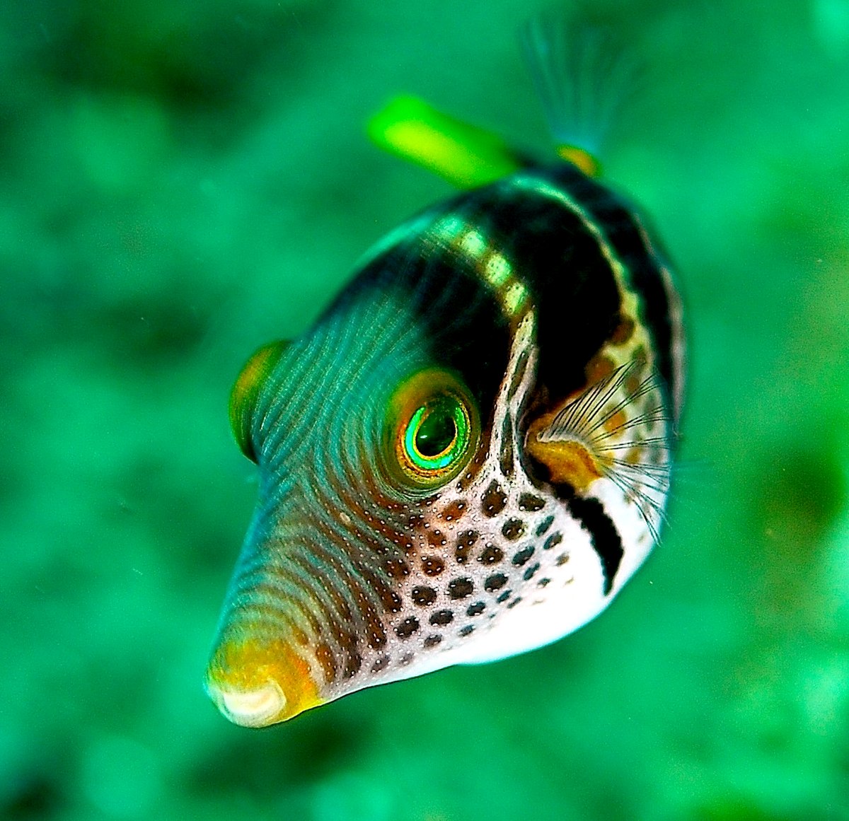 Canthigaster