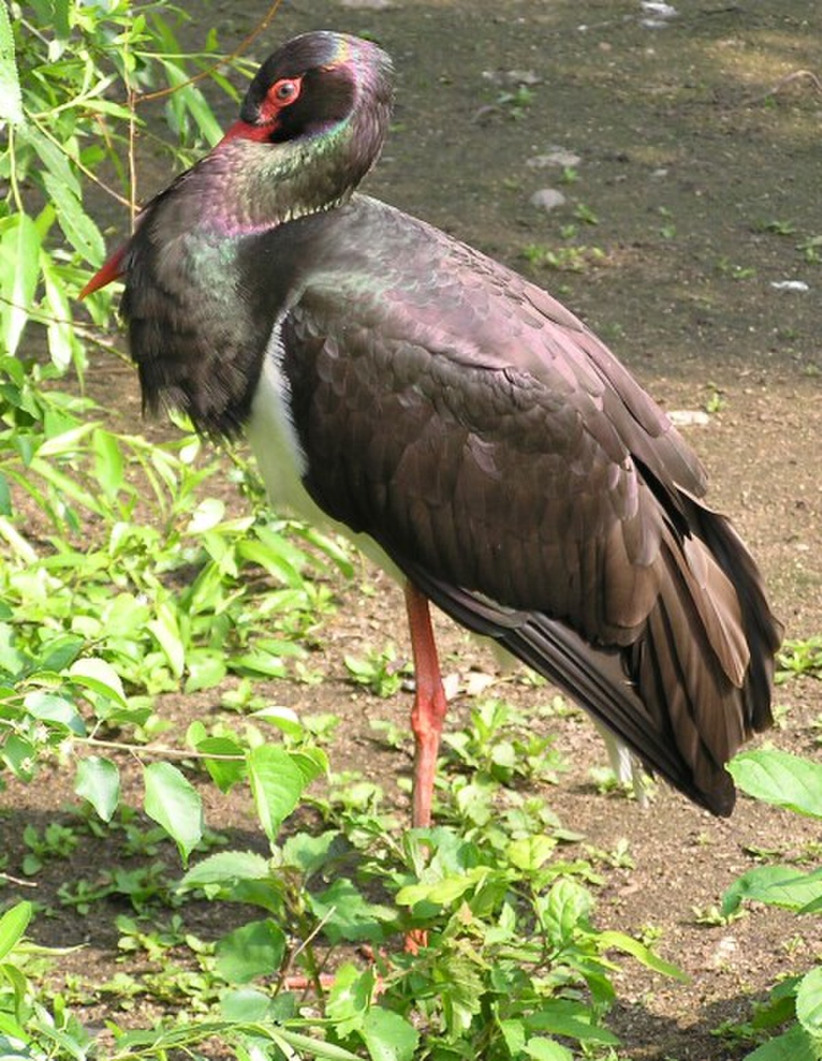 Cigogne noire