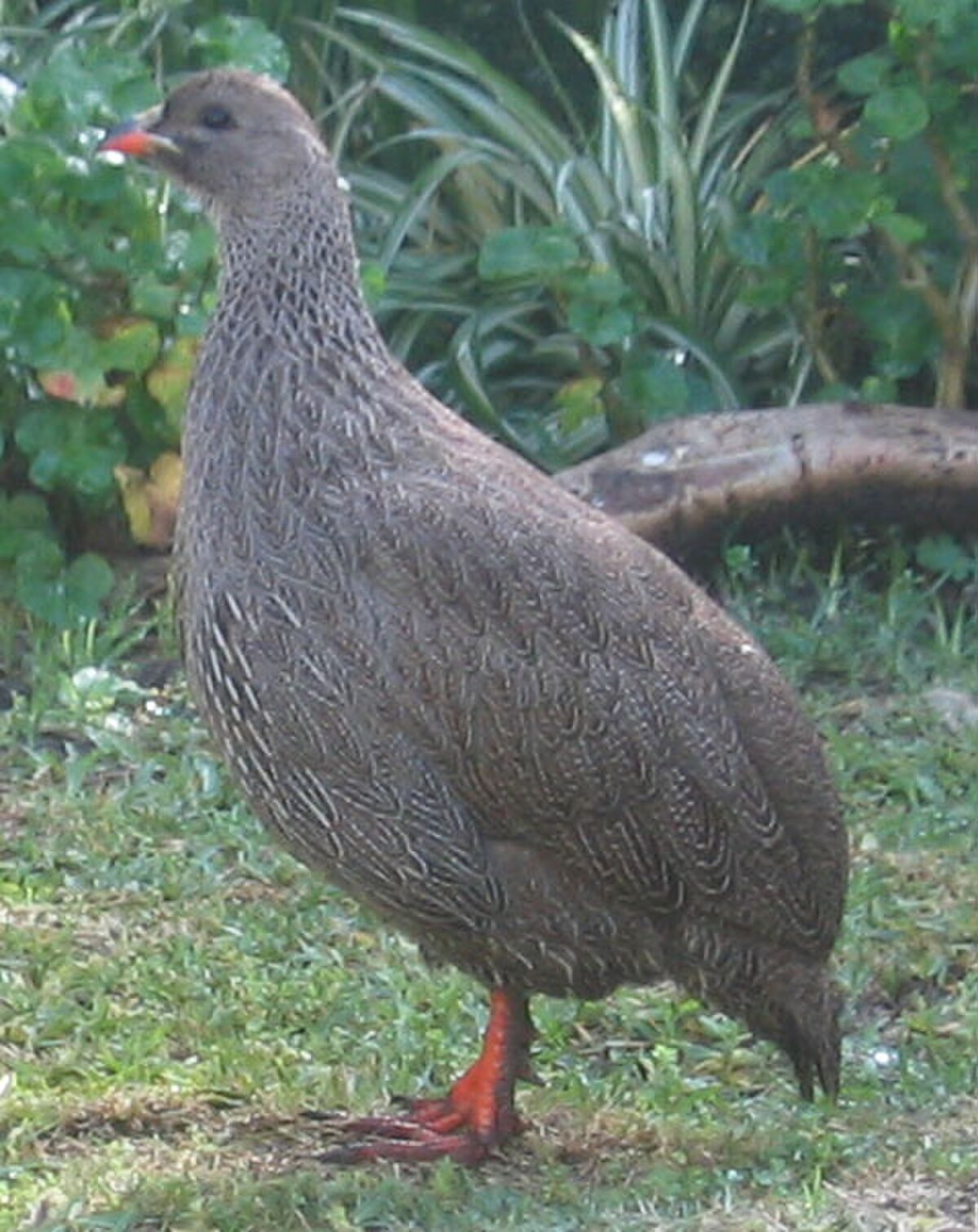 Francolin criard