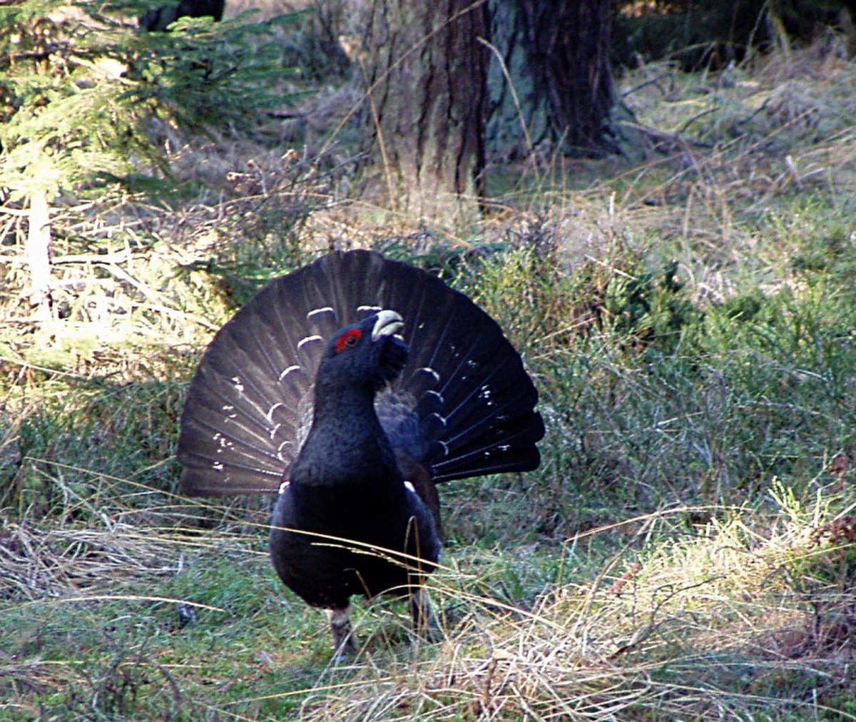 Tetraoninae