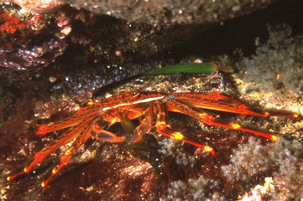 Percnon gibbesi