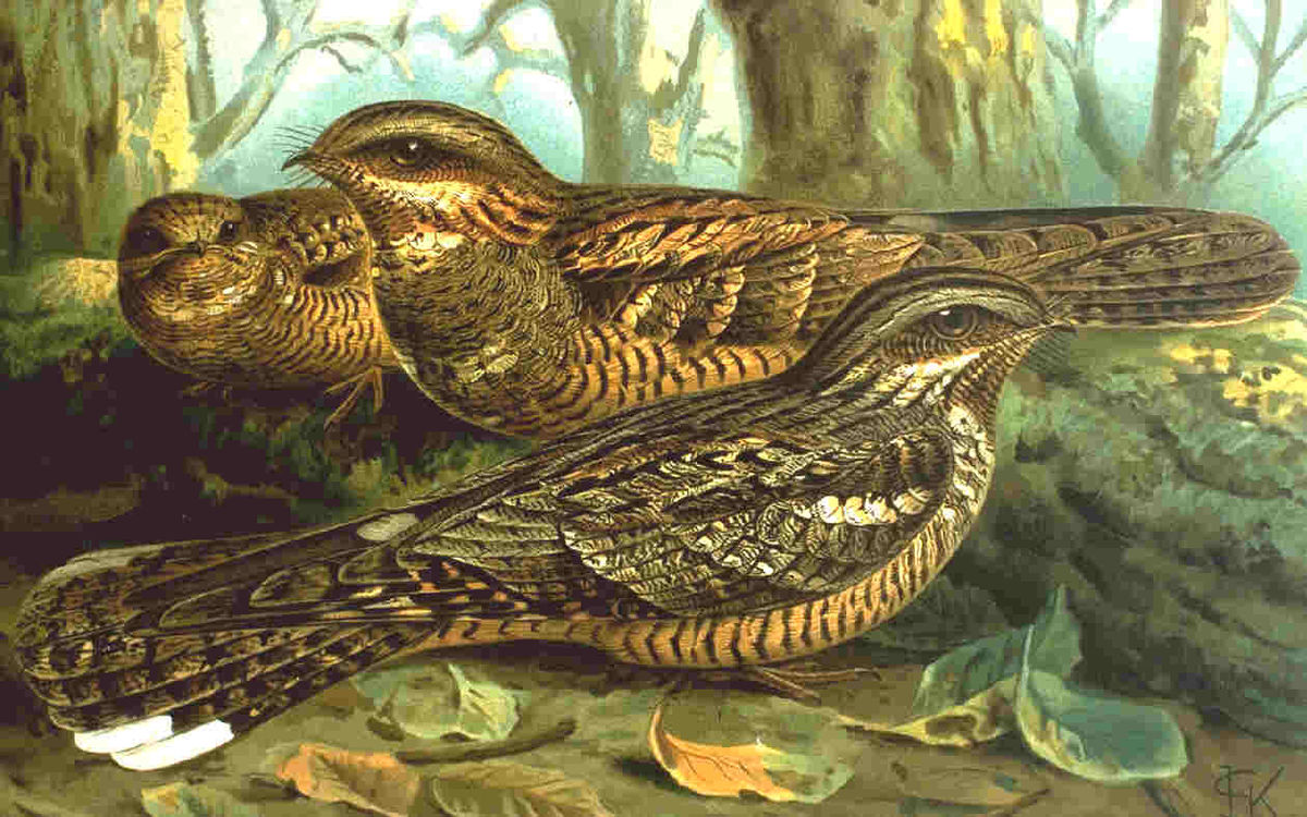 Caprimulgidae