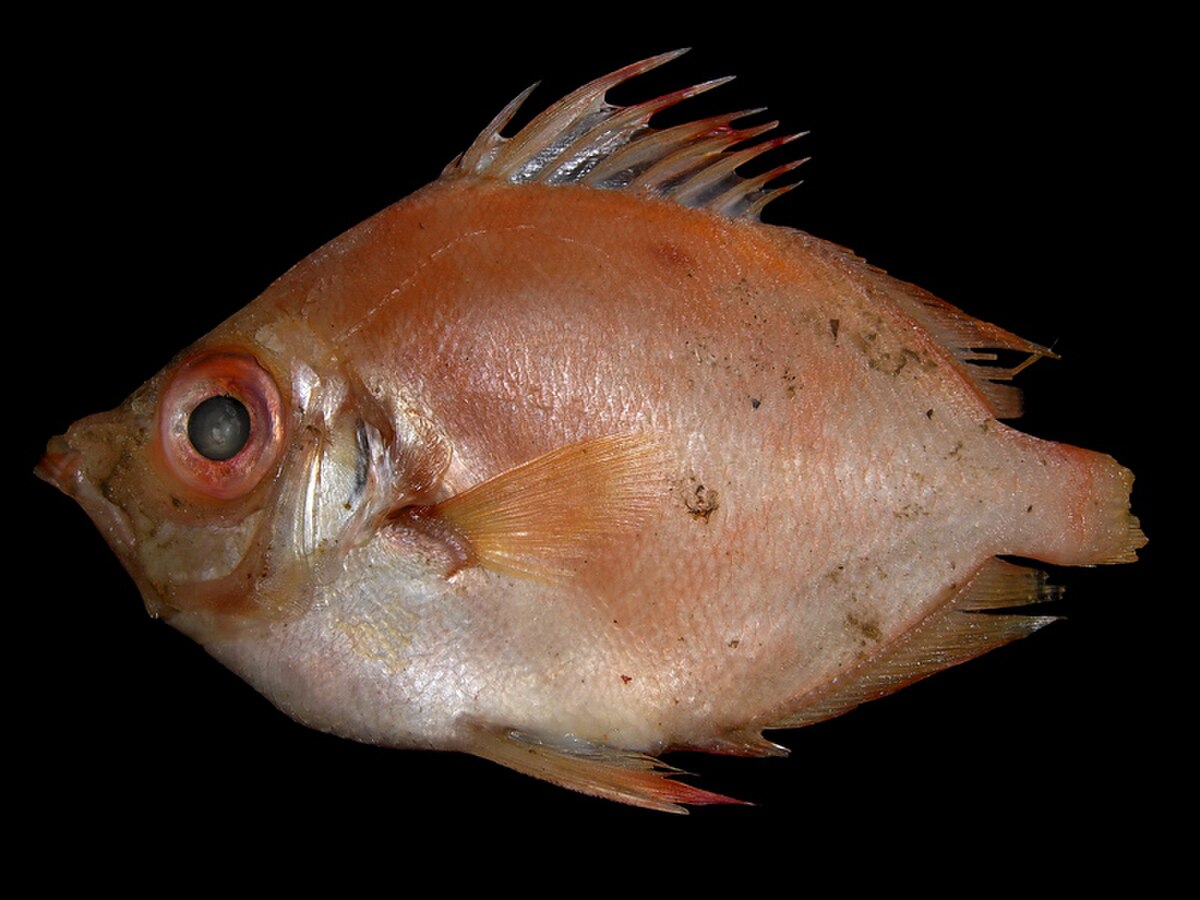 Caproidae