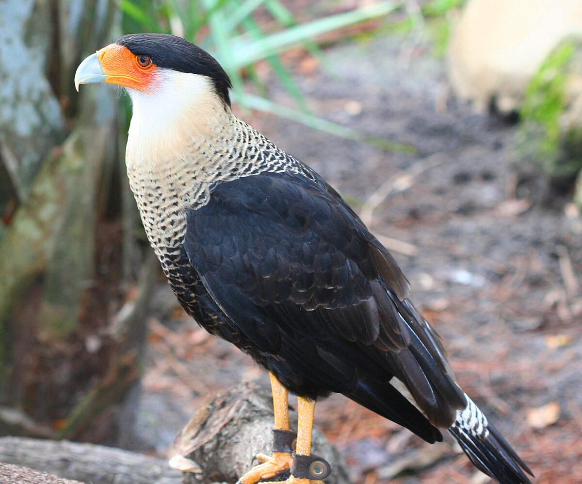 Caracara du Nord