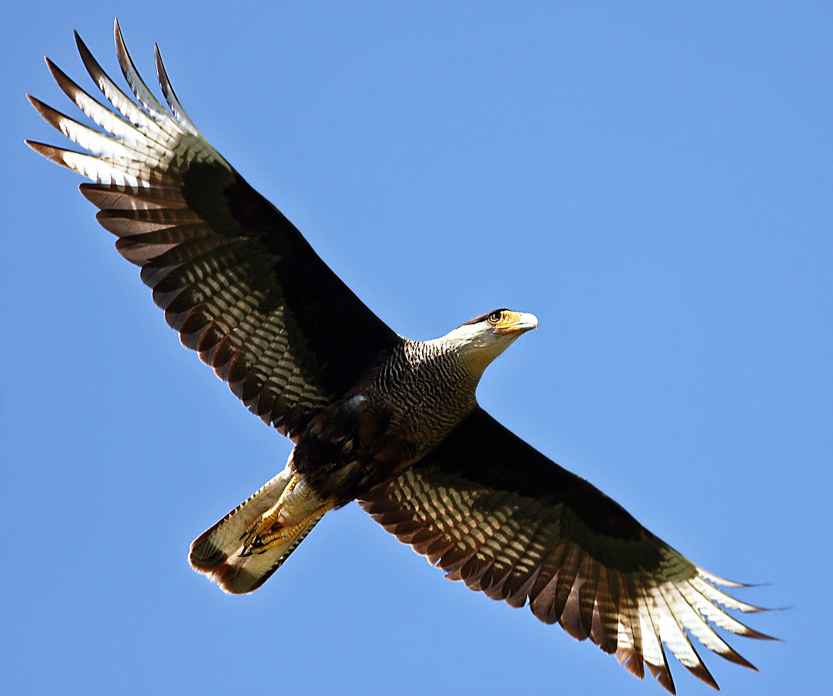 Caracara Plancus (Carancho) 2.jpg