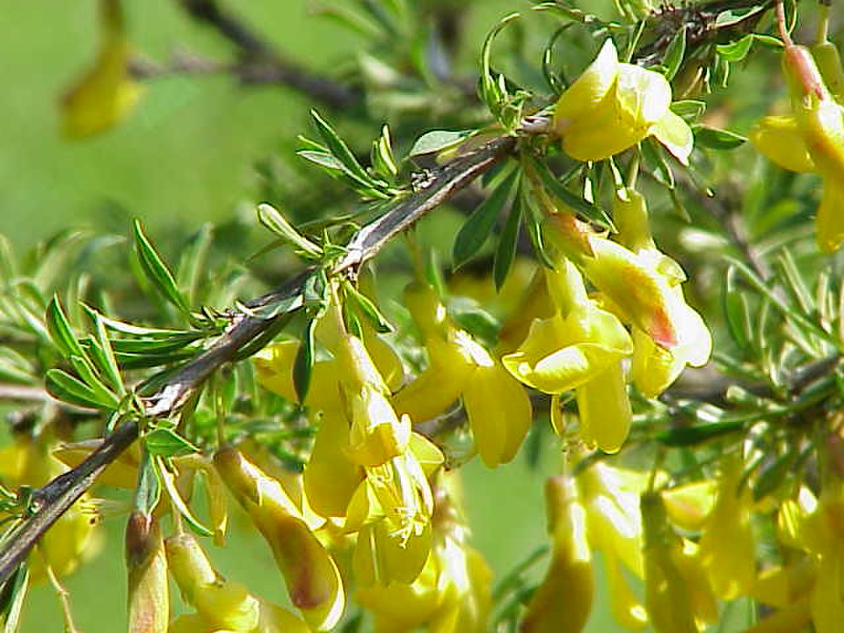Caragana